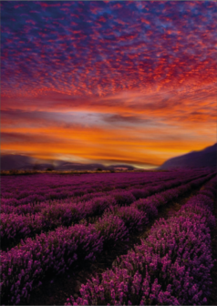 Ilustración atardecer púrpura