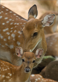 Ilustración digital abrazo del bosque