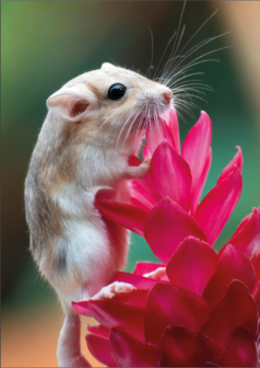 Ilustración digital el jardinero curioso