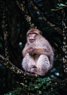 El-pensador-del-bosque