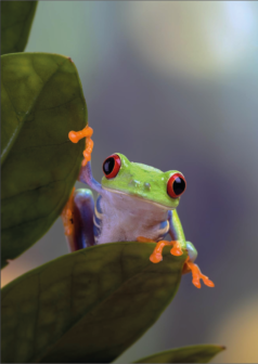 Ilustración digital el cotilla del bosque