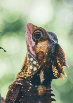 Ilustración digital el guardian del bosque