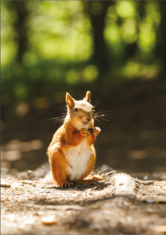 Ilustración digital la guardiana del bosque