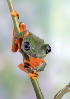 Ilustración digital rana curiosa