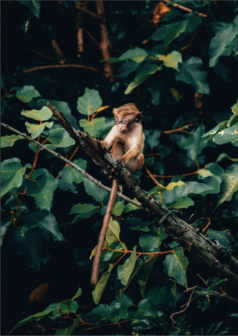 Ilustración digital refugio en la rama