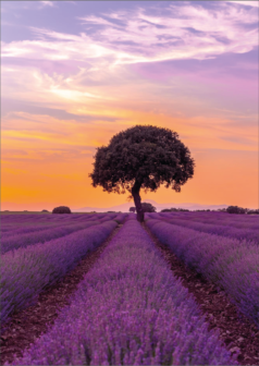 Ilustración de sueños de lavanda