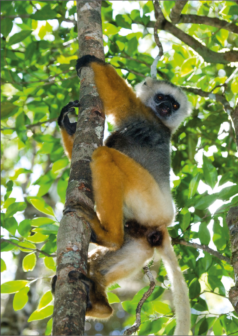 Ilustración digital el habitante del bosque