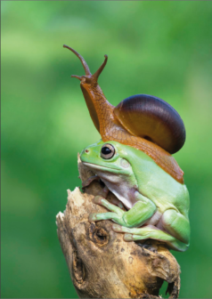 Ilustración digital el dúo del bosque