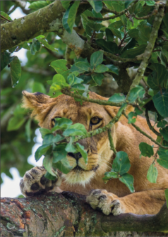 Ilustración digital la reina oculta