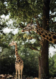 Ilustración digital los la guardiana del horizonte