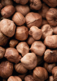 Ilustración digital de avellanas