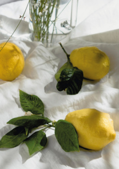 Ilustración digital limones al alba